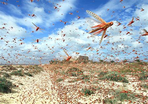 locusts  revelation prophecy gathering  euphrates river signs    days