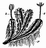 Rhizoids Rhizomes Difference Pusilla Fig Between Hepaticae Liverworts Part Vs Thallus Margin Bears sketch template