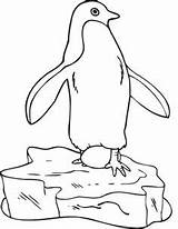 Coloring Egg Penguin Penguins Pages Eggs Keeping Pinguin Drawing Choose Board sketch template