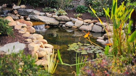 build  small backyard pond