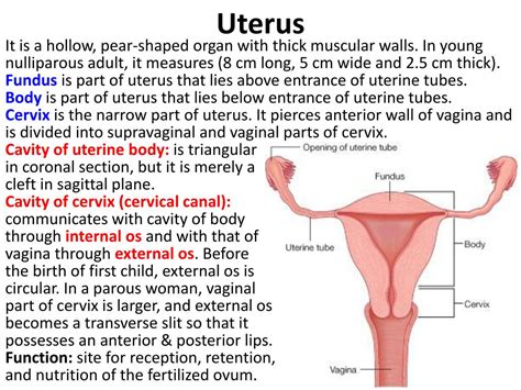 Female Uterus Structure