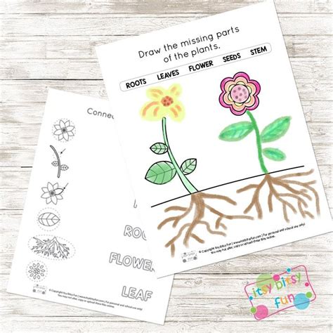 printable parts   plant worksheets itsy bitsy fun pre