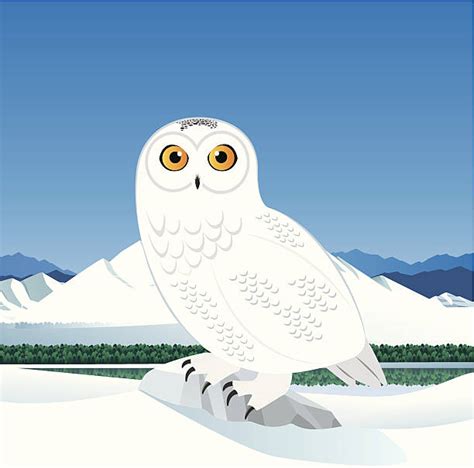 royalty  snowy owl clip art vector images illustrations istock
