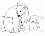 Polar Bear Coloring Pages Cub Printable Bears Kermode Drawing Print California Animal Color Baby Clipart Clip Arctic Animals Kids Sheets sketch template
