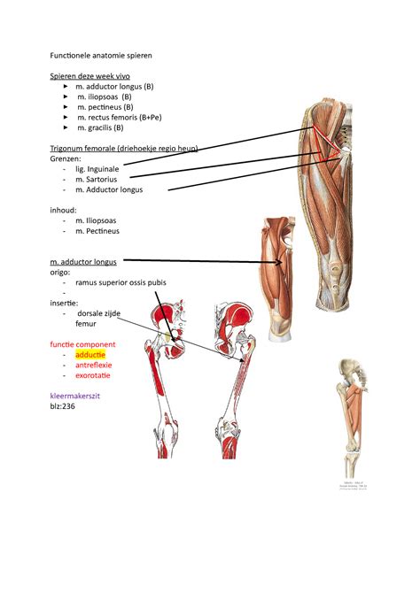 practicum functionele anatomie spieren functionele anatomie spieren spieren deze week vivo