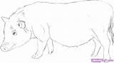 Pig Bellied Pot Coloring Pages Template sketch template