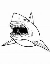 Coloring Shark Great Pages Kids Printable Print Sharks Colouring Sheets Drawing Color Clipart Animal Cliparts Tooth Megalodon Teeth Draw Clip sketch template