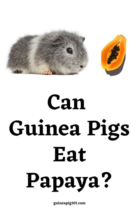 guinea pigs eat jackfruit caregeh