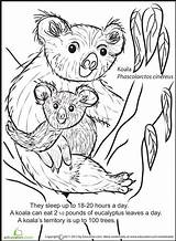 Koala Bear Worksheet Coloring Worksheets Choose Board Kids Pages sketch template