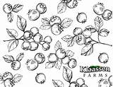 Blueberry Colouring Sheets Downloading Celebrate Summer Fun sketch template
