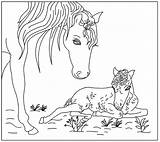Veulen Paard Kleurplaten Paarden Lente Veulens Colorir Veulentjes Ponys Horses Desenhos Uitprinten Downloaden Cavalos Cavalo Terborg600 sketch template