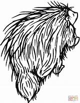 Porcupine Coloring Pages Porcupines Drawing Printable North American Supercoloring Getdrawings Clipart Viper Head Line Categories sketch template