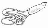 Molluschi Colorare Calamaro sketch template