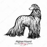 Hound Afghan Eines Hundes Schwarzweiss Afghane Rysunek Obraz sketch template