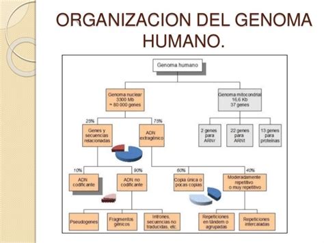 Estructura Y Organizacon Del Genoma Humano