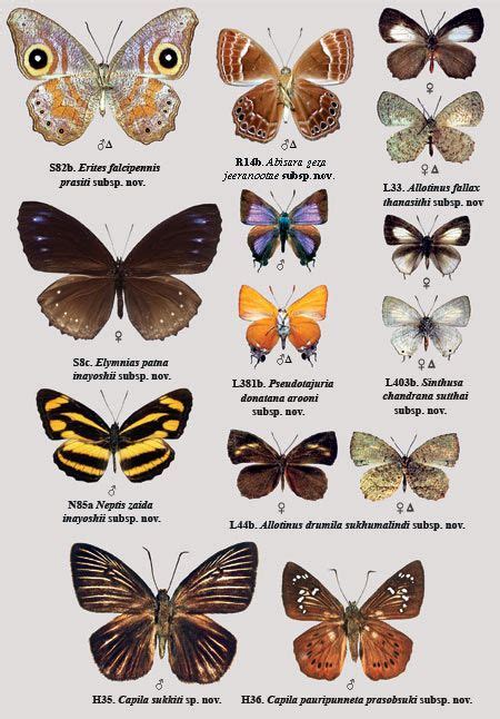 butterfly species names  pictures butterflies pictures  names