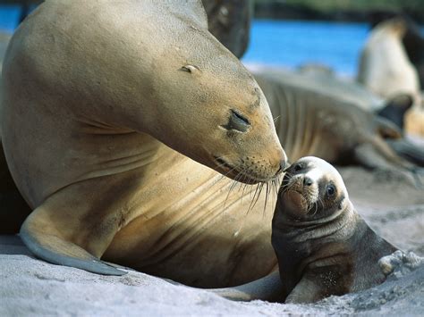 seals wallpapers fun animals wiki  pictures stories