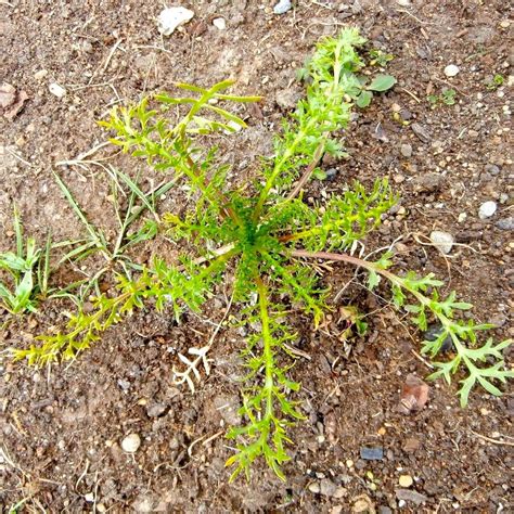grow maca lepidium meyenii cultivariable