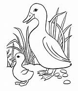 Duck Template Baby Coloring Mother Ducks Templates Pages Shape Patterns Animal sketch template