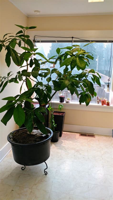Are Avocado Plants Indoor Or Outdoor A Guide To Growing Avocados At
