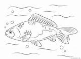 Ikan Mewarnai Pez Poisson Crucian Coloring4free Pesce Koki 1350 Wakin Sketsa Koi Jeux Goldfish Colorier Stampare sketch template