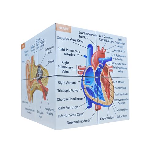 human anatomy study cube advanced kits  medicine