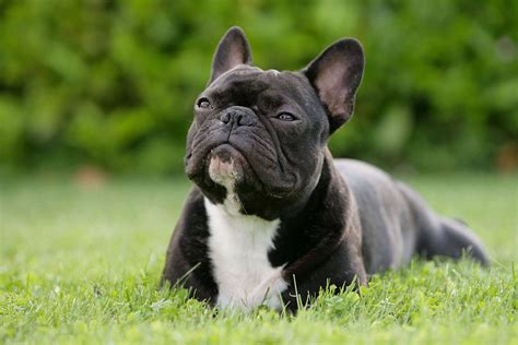 caratteristiche del bulldog francese  tratti distintivi della razza