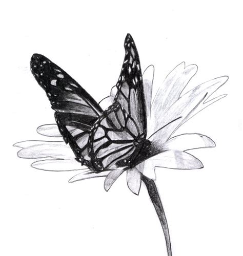beautiful butterfly drawings  inspiration
