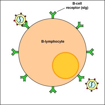 immunology immune system immunity cells  immune system