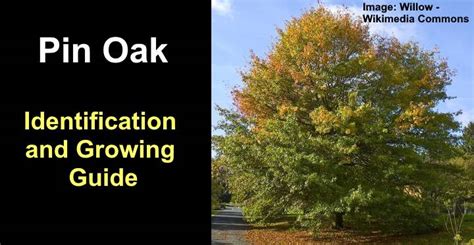 pin oak leaves bark fruit acorn pictures identification