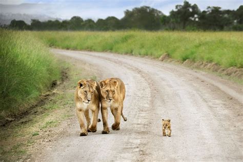 interesting photo   day baby lion walks proud