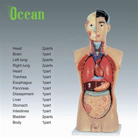 Human Anatomical Torso Model Of 85cm Human Body Anatomy Model Buy Hot