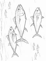 Tuna Fish Coloring Pages Getcolorings sketch template