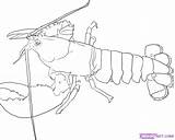 Lobster Outline Coloring Clipart Cartoon Spiny Draw Drawing Kids Wikiclipart Drawings Library Clip Crustacean Monster Truck sketch template