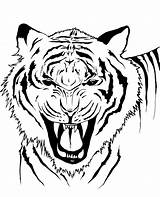 Tiger Drawing Fierce Roar Getdrawings sketch template