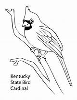 Coloring Pages Cardinal Bird State Kentucky Birds Drawing Colorado Football Cardinals Feather Dodgeball Printable Derby Ohio Logo Kids Getcolorings Louis sketch template