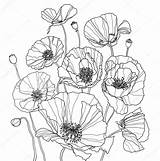 Coloring Poppy Poppies Drawings Pages Drawing Colouring Botanical Flower Line Template Stock Depositphotos Outline Printable Floral Coquelicot Draw Coloriage Templates sketch template