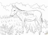 Coloring Pages Wild Donkey Kulan Ass Baby Printable Color Getcolorings Categories sketch template