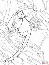 Kangaroo Tree Coloring Pages Drawing Goodfellow Drawings Dot 37kb 1600px 1200 Getdrawings sketch template