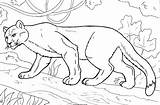 Puma Colorare Animali Kids Disegni Printable Bestcoloringpagesforkids Animals sketch template