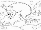 Possum Glider sketch template