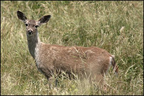 blacktail deer flickr photo sharing