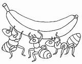 Hormigas Colorir Formiche Formigas Ants Plátano Ant Acolore Platano sketch template
