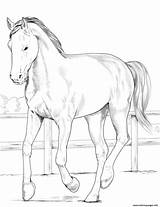 Coloring Westphalian Horse Pages Printable sketch template