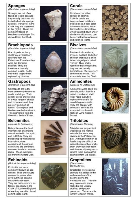 top  imagen fossil identification abzlocalmx