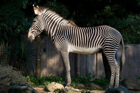 facts  celebrate international zebra day smithsonians national