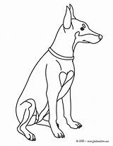 Doberman Coloring Pages Pinscher Dog Labrador Retriever Hellokids Colouring Printable Kids Drawing Getcolorings Color Designlooter Animals Terrier Preschool 02kb 470px sketch template