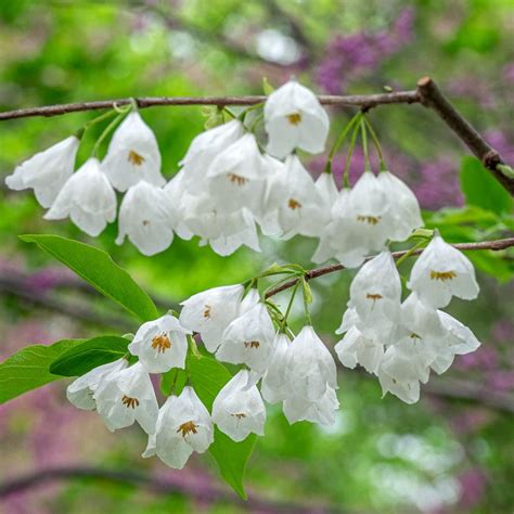 early spring white flowering trees    avoid