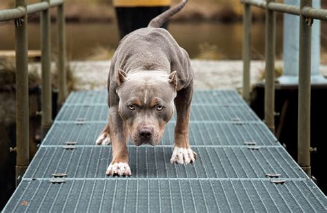 types  pit bull dog breeds  pictures pet keen