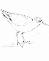 Sandpiper Spotted Migratory Designlooter Wisconsin Grant sketch template